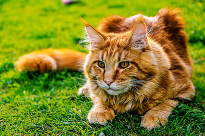 Portrait of ginger cat on field