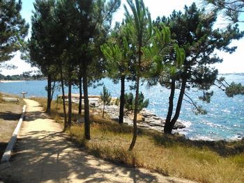 Trees on beach against sky