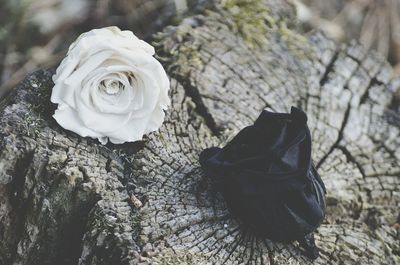 Close-up of white rose