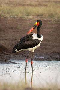 Female saddle-billed stork turns head in waterhole