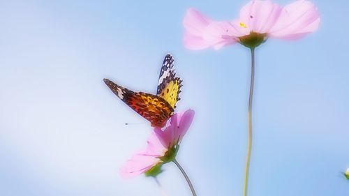 Close-up of butterfly pollinating on pink flower