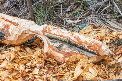 High angle view of dead fish on land