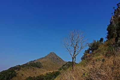 Low angle view of trees against clear blue sky