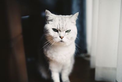 Close-up portrait of cat at home