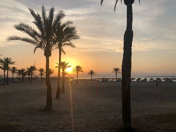 Silhouette palm trees on beach against sky during sunset