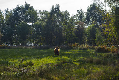 View of a horse on field