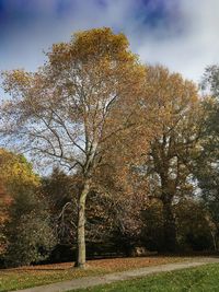 Trees against sky during autumn