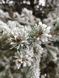 Close-up of snow on pine tree