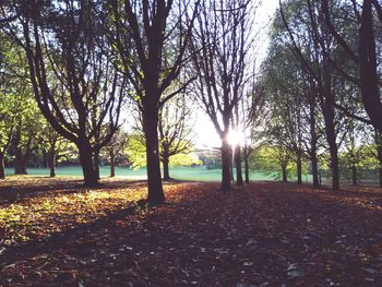 Sunlight streaming through trees on field during autumn