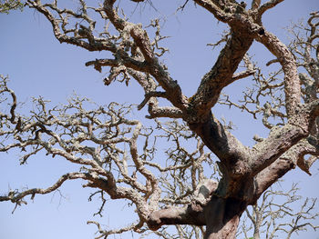 Low angle view of tree against clear blue sky