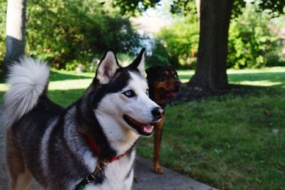 Dogs on footpath in park