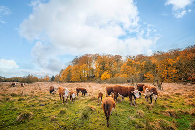 Horses in a field