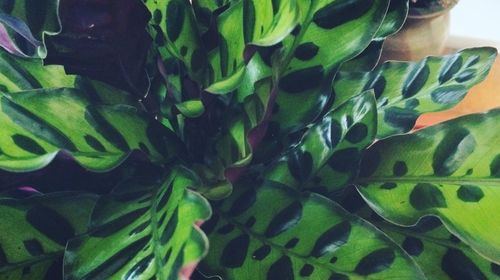 Close-up of green leaves