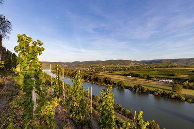 Panoramic view of the moselle valley with the wine village brauneberg in the background