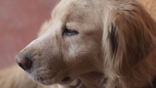 Close-up of dog