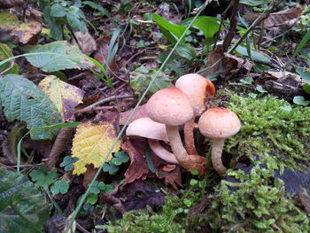 Close-up of mushroom growing on field