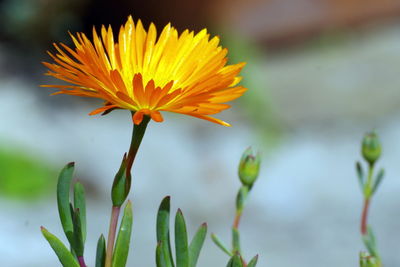 Close-up of yellow flowering plant