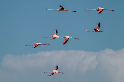 Low angle view of birds flying against sky