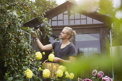 Male gardener picking fruits from tree at yard