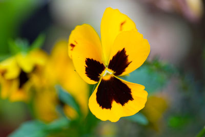 Close-up of yellow flowering plant