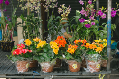 Flowers blooming outdoors