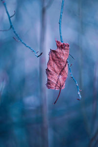 Close-up of dry maple leaf on twig