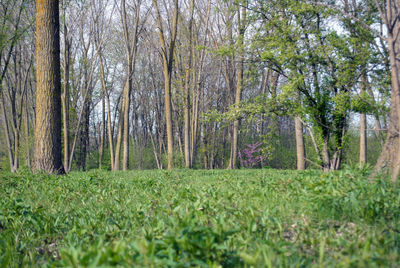 Trees in forest