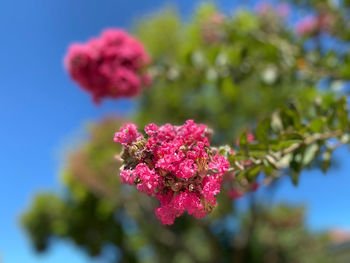 Close-up of pink flowering plant