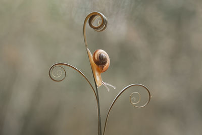 Close-up of spiral wire