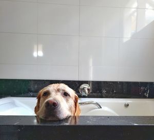 Close-up portrait of dog