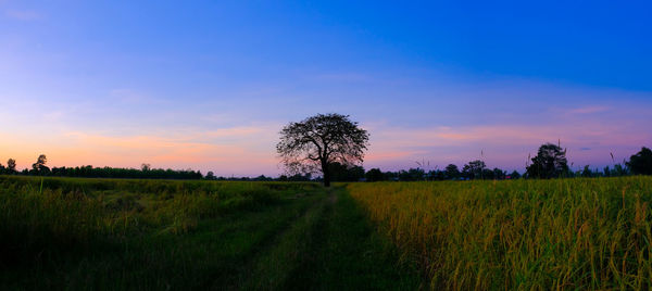 Scenic view of field against sky during sunset