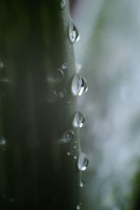 Close-up of water drops on plant