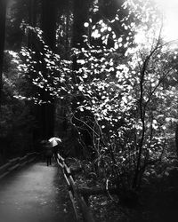 Rear view of woman walking on tree in forest