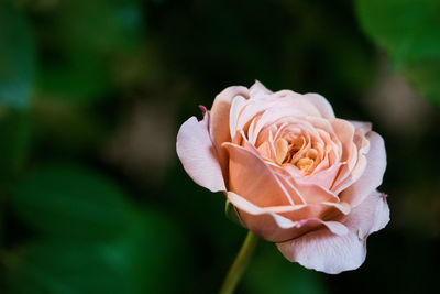 Close-up of rose against blurred background