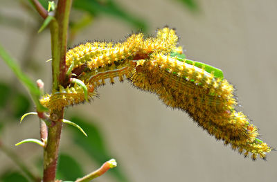 Close-up of insect on plant