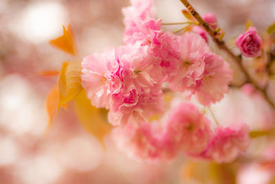 Close-up of pink cherry blossoms