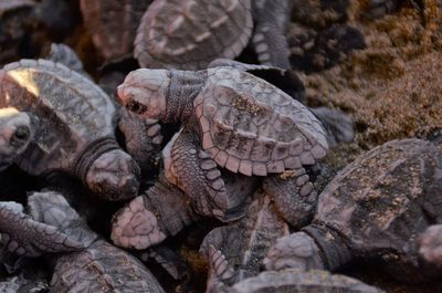 Close-up of turtle on rock