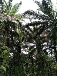 Low angle view of palm trees against sky