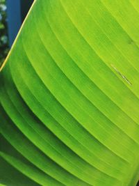 Full frame shot of palm leaf