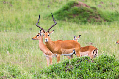 View of deer on field