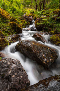 Scenic view of waterfall in forest