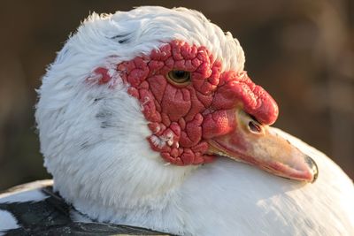 Muscovy duck on pond