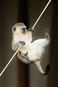 Vervet monkey almost falls off tent rope