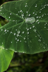 Close-up of water drops on leaf