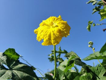 Low angle view of yellow flowering plant against clear sky