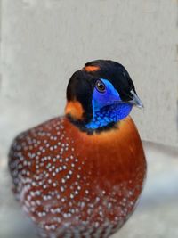 Close-up of beautiful strange colourful bird