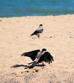 Close-up of bird flying over beach