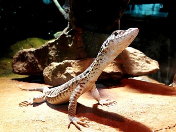 Close-up of a lizard on rock