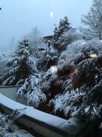 Snow covered plants and trees against sky