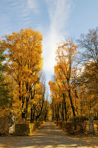 Road amidst trees against sky